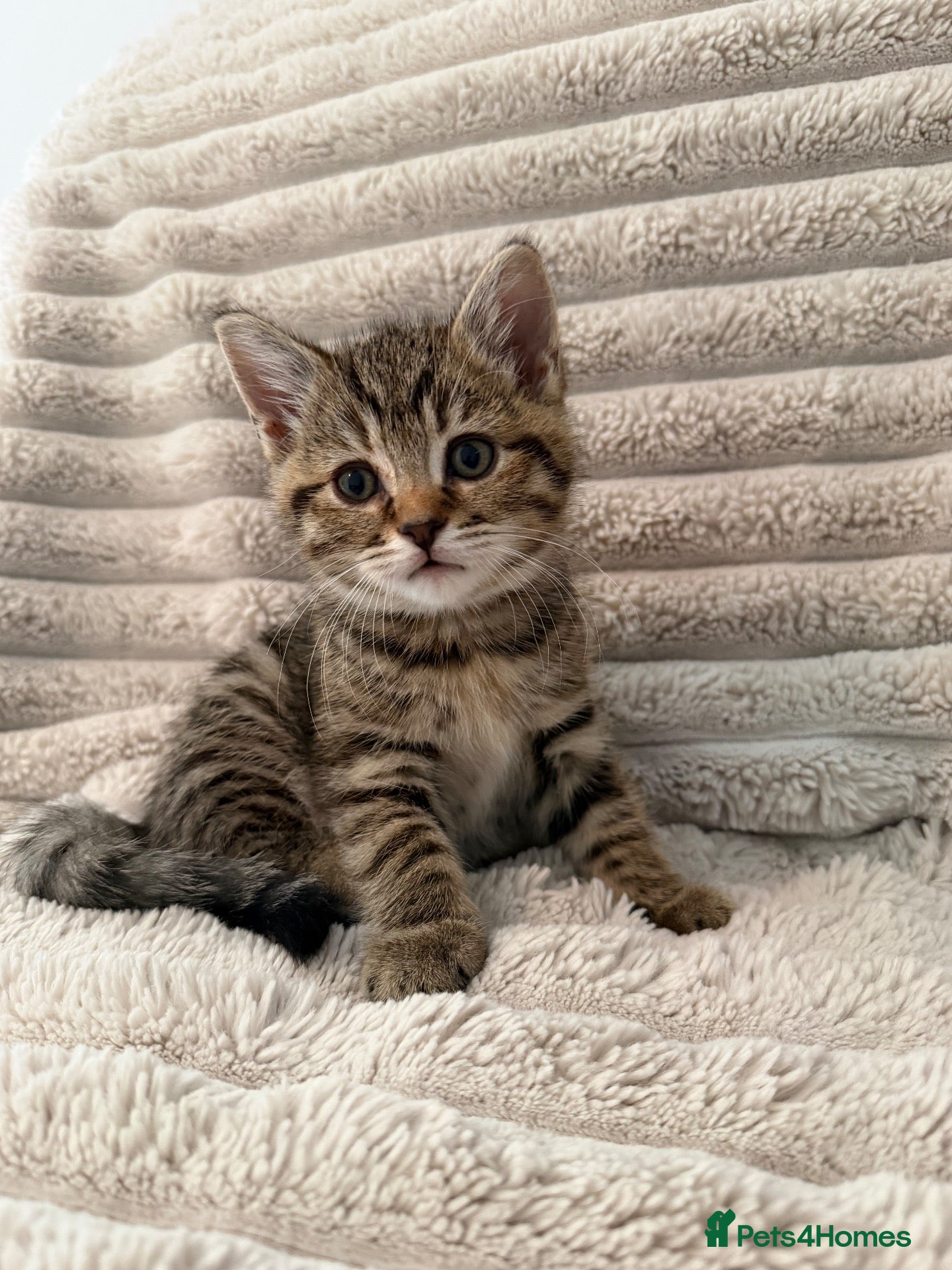 Mixed Breed cats Beautiful girl kitten - Advert 9
