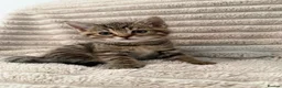 Mixed Breed cats for sale: Beautiful girl kitten - Advert 1
