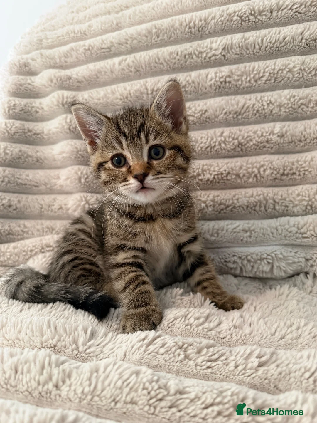 Mixed Breed cats for sale: Beautiful girl kitten - Advert 1