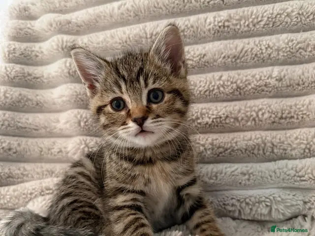 Mixed Breed cats for sale: Gorgeous female kitten available - Advert 8