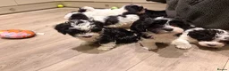 Havanese dogs for sale: Superb litter of K. C Registered havanese puppies - Advert 3