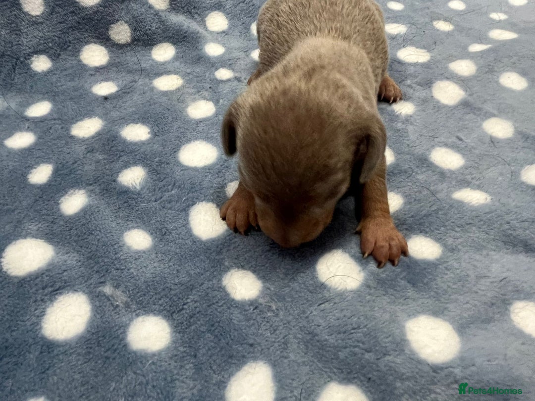 Miniature Dachshund dogs for sale: ⭐️🐾💖💙KC REG💙💖🐾⭐️5 star breeder   - Advert 13