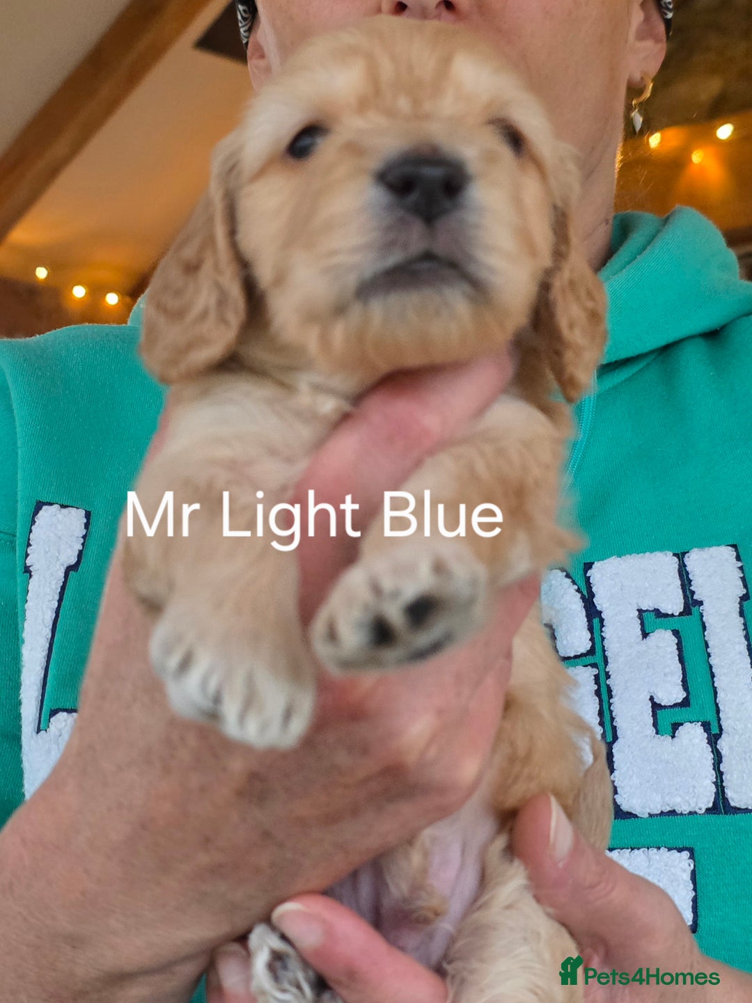 Cockapoo dogs for stud: Silver Phantom Parti Cockapoo for Stud - Advert 15