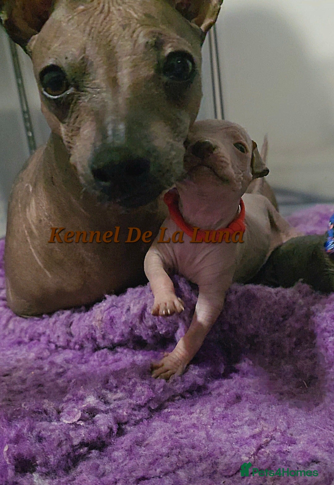 Mexican Hairless dogs for sale: Kc registered Xoloitzcuintle miniature puppies  - Advert 27