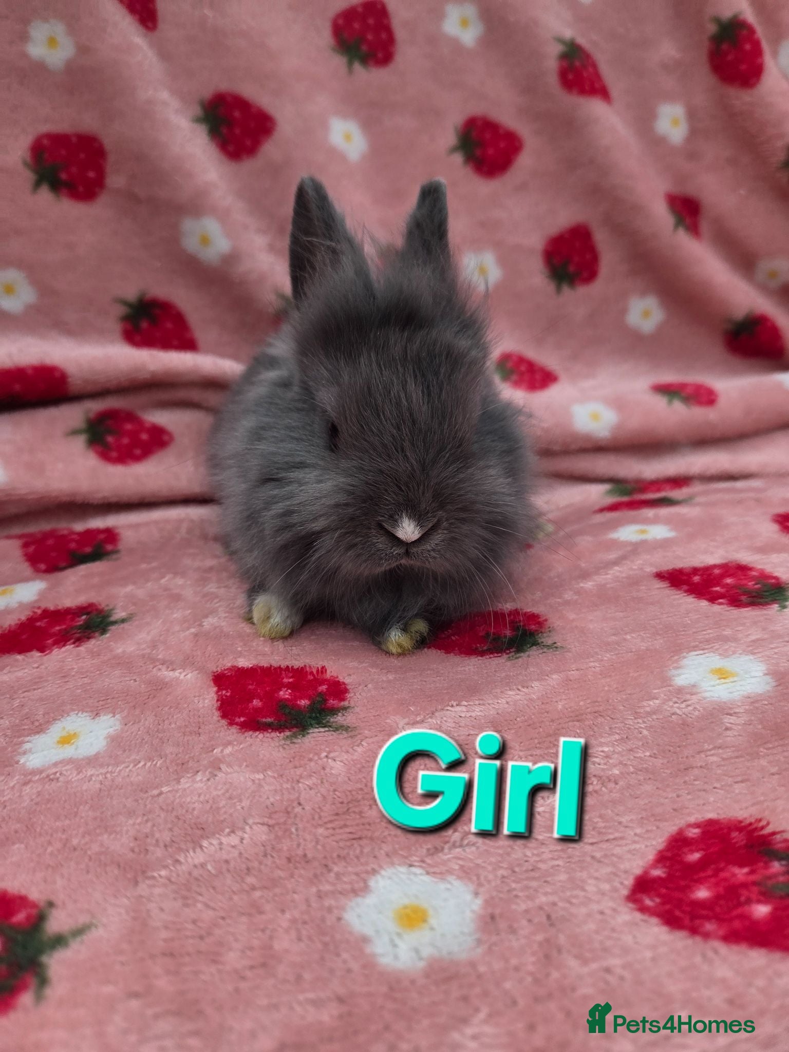 Mixed Breed rabbits plush mini lion lop bunnies ☆ 8 weeks ☆Ready Now - Advert 1