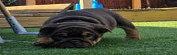 English Bulldog dogs for sale: Litter of bulldogs  - Advert 12