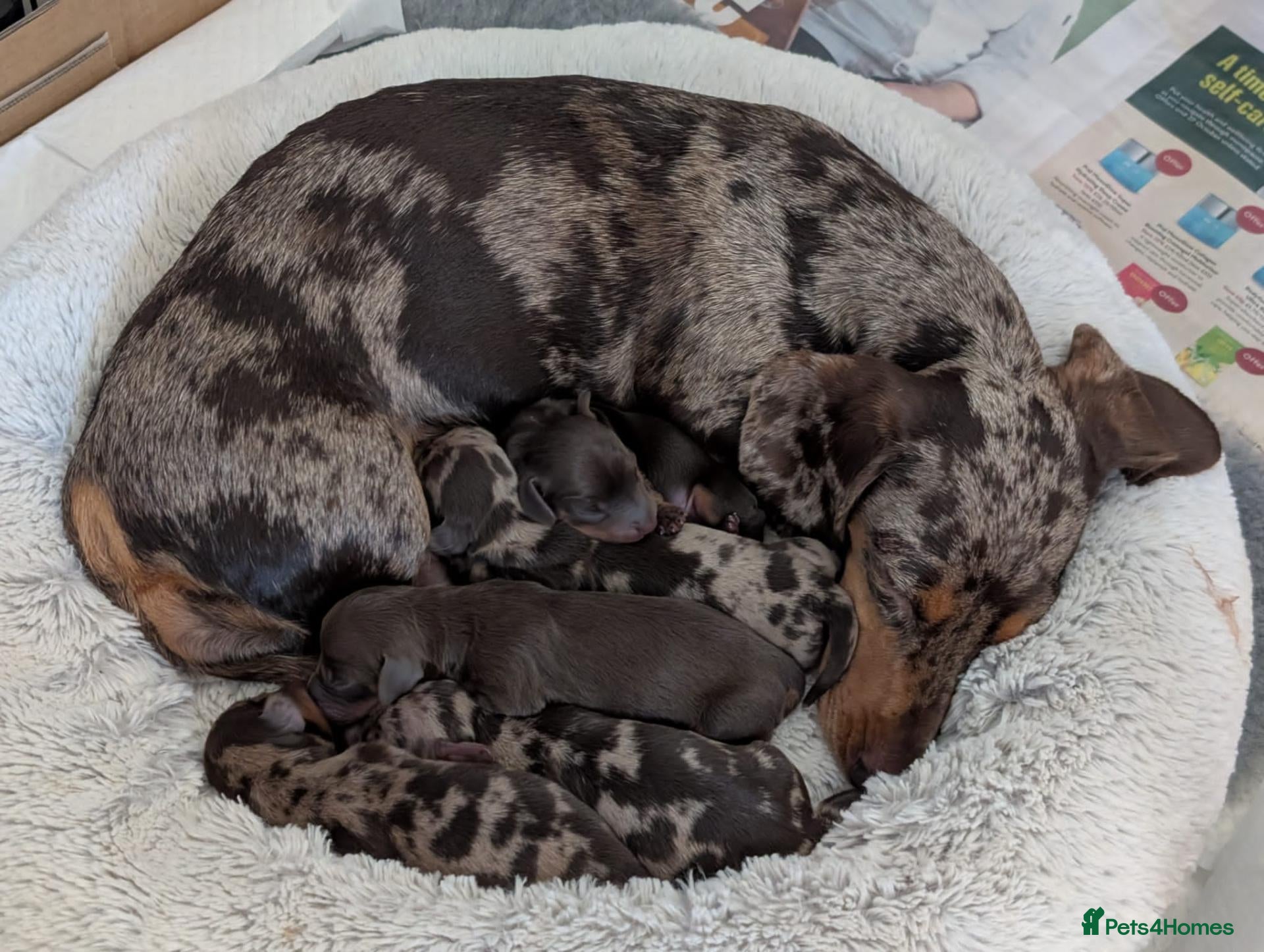 Miniature Dachshund dogs for sale: KC Registered Miniature Dachshunds - Advert 1