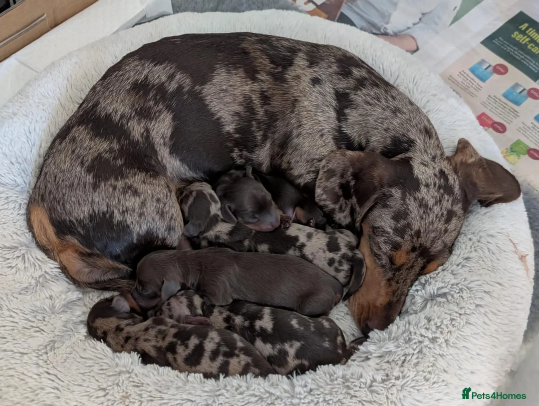 Miniature Dachshund dogs for sale: KC Registered Miniature Dachshunds - Advert 1