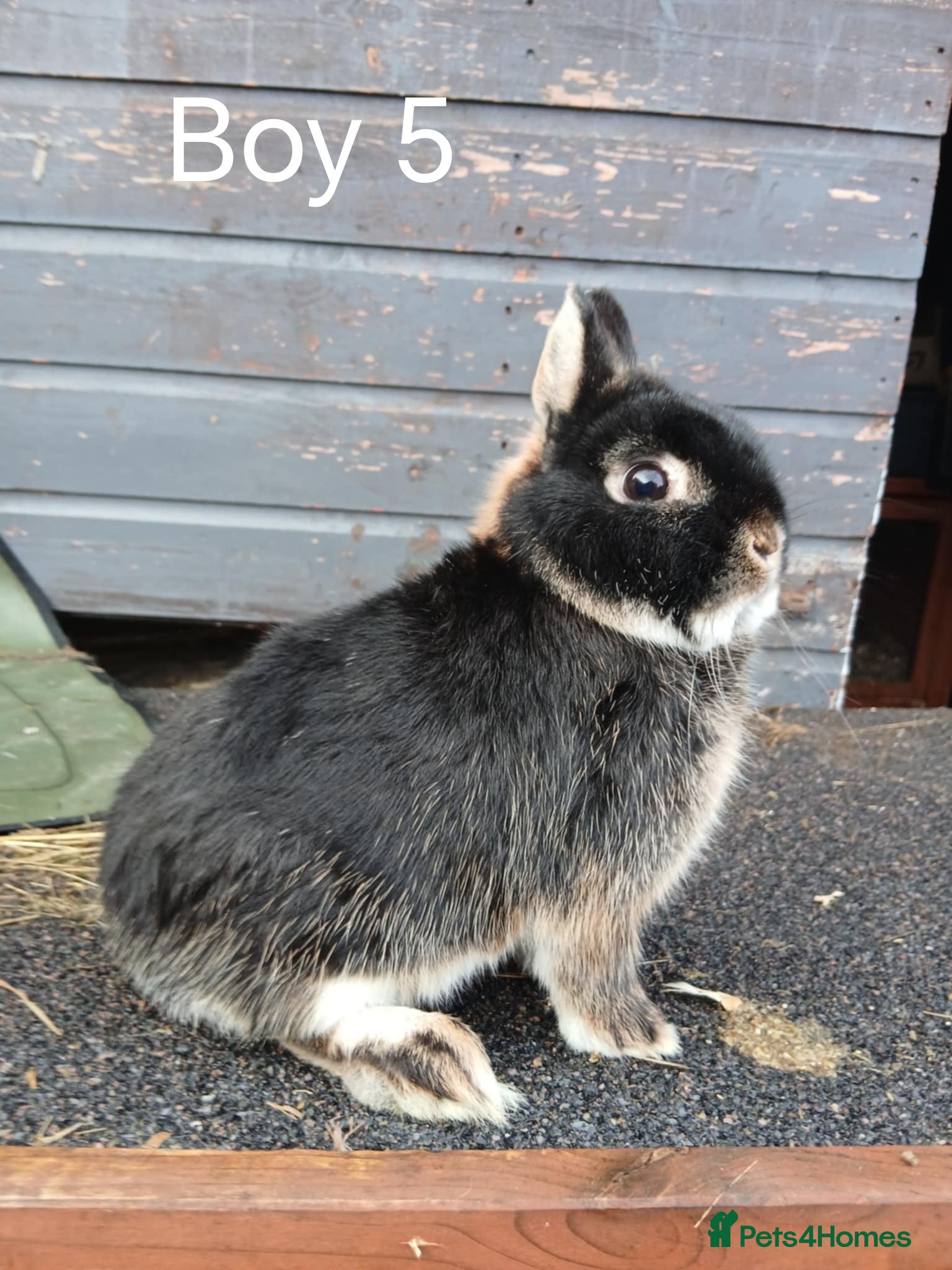 Netherland Dwarf rabbits Netherland dwarf rabbits  - Advert 9