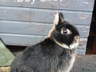 Netherland Dwarf rabbits Netherland dwarf rabbits - Advert 9