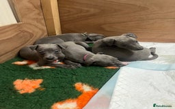 Whippet dogs for sale: Stunning Blue Whippet, white flecks  - Image 20