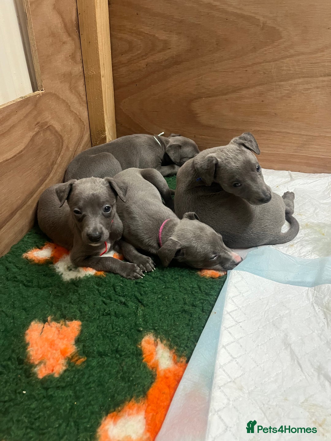 Whippet dogs for sale: Stunning Blue Whippet, white flecks  - Image 20