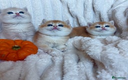 British Shorthair cats for sale: 🧡Exceptional golden British Shorthair🧡 - Image 14