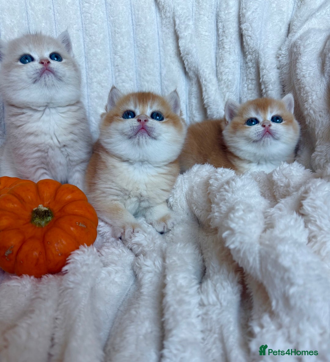British Shorthair cats for sale: 🧡Exceptional golden British Shorthair🧡 - Image 14