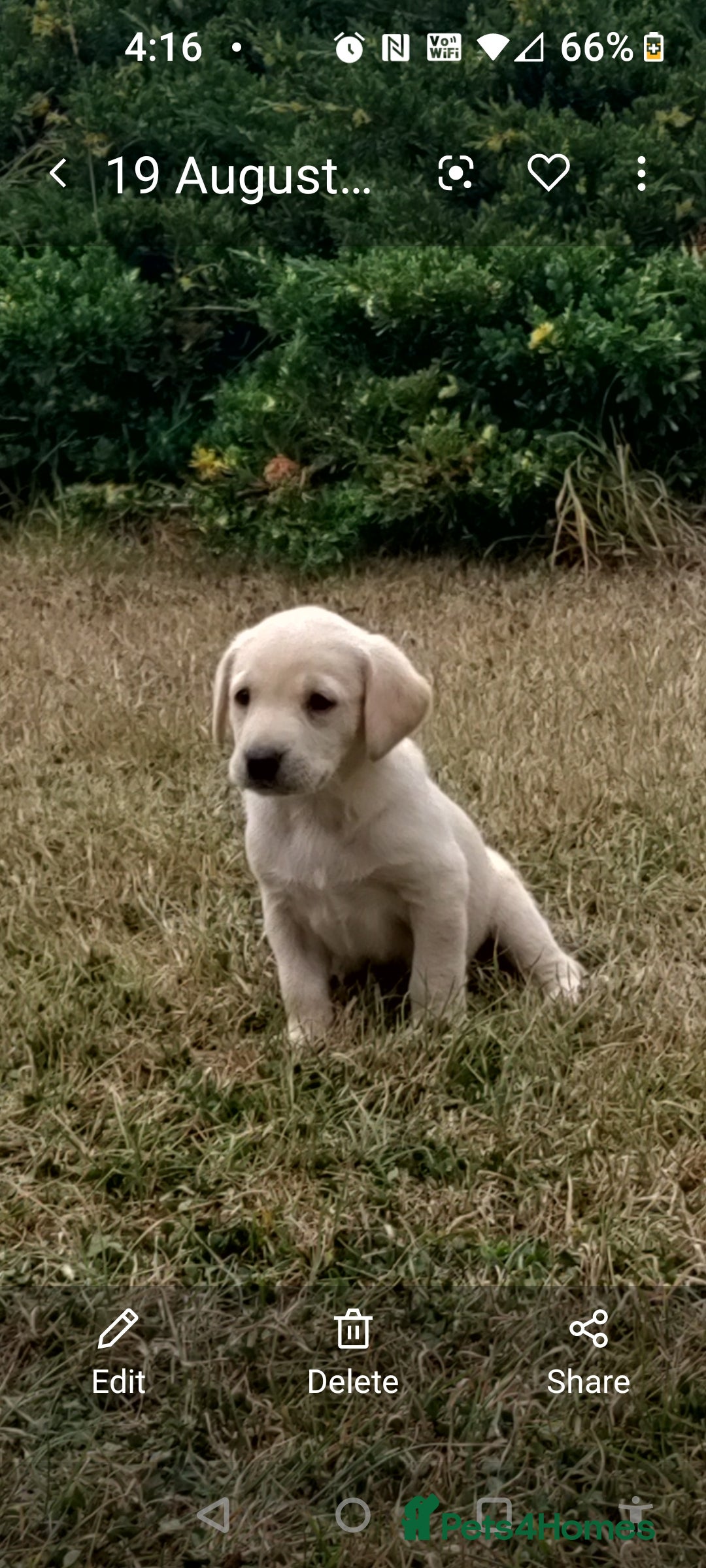 Labrador Retriever dogs for sale: Labrador Retriever Puppies - Image 7