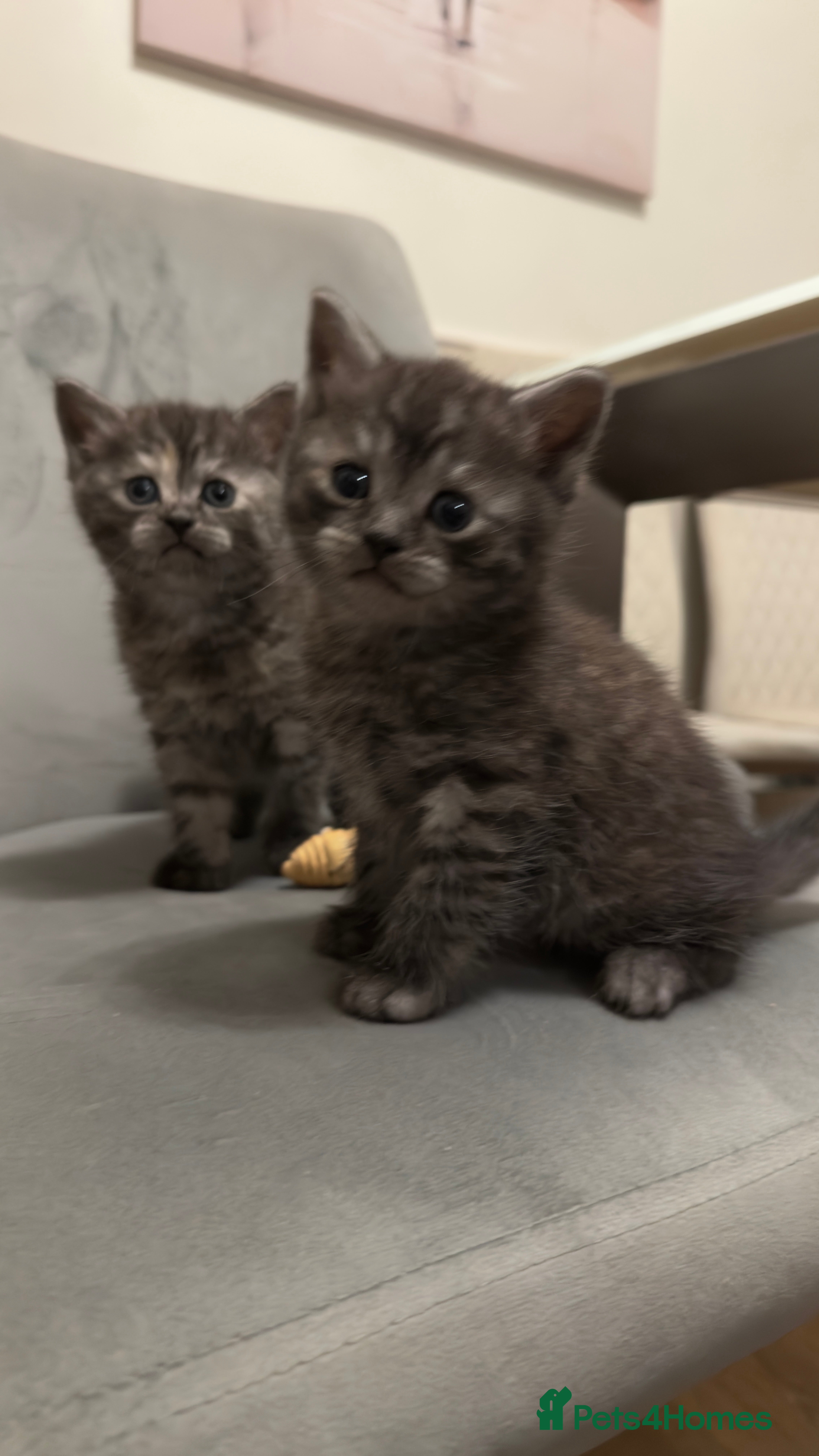 British Shorthair cats Half British shorthair kittens - Advert 1