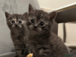 British Shorthair cats Half British shorthair kittens - Advert 1