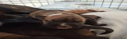 Staffordshire Bull Terrier dogs for sale: Beautiful Staffordshire bull terrier pups ❤️🐶 - Advert 5