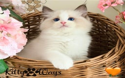 Ragdoll cats for sale: 🐾🩷*TICA REG* LYNX TABBY EU RAGDOLL KITTENS🩵🐾 - Image 10
