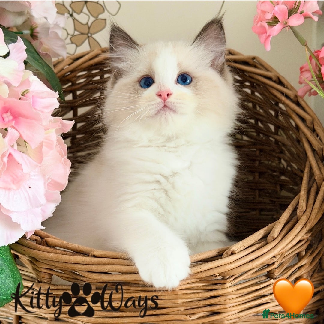 Ragdoll cats for sale: 🐾🩷*TICA REG* LYNX TABBY EU RAGDOLL KITTENS🩵🐾 - Image 10