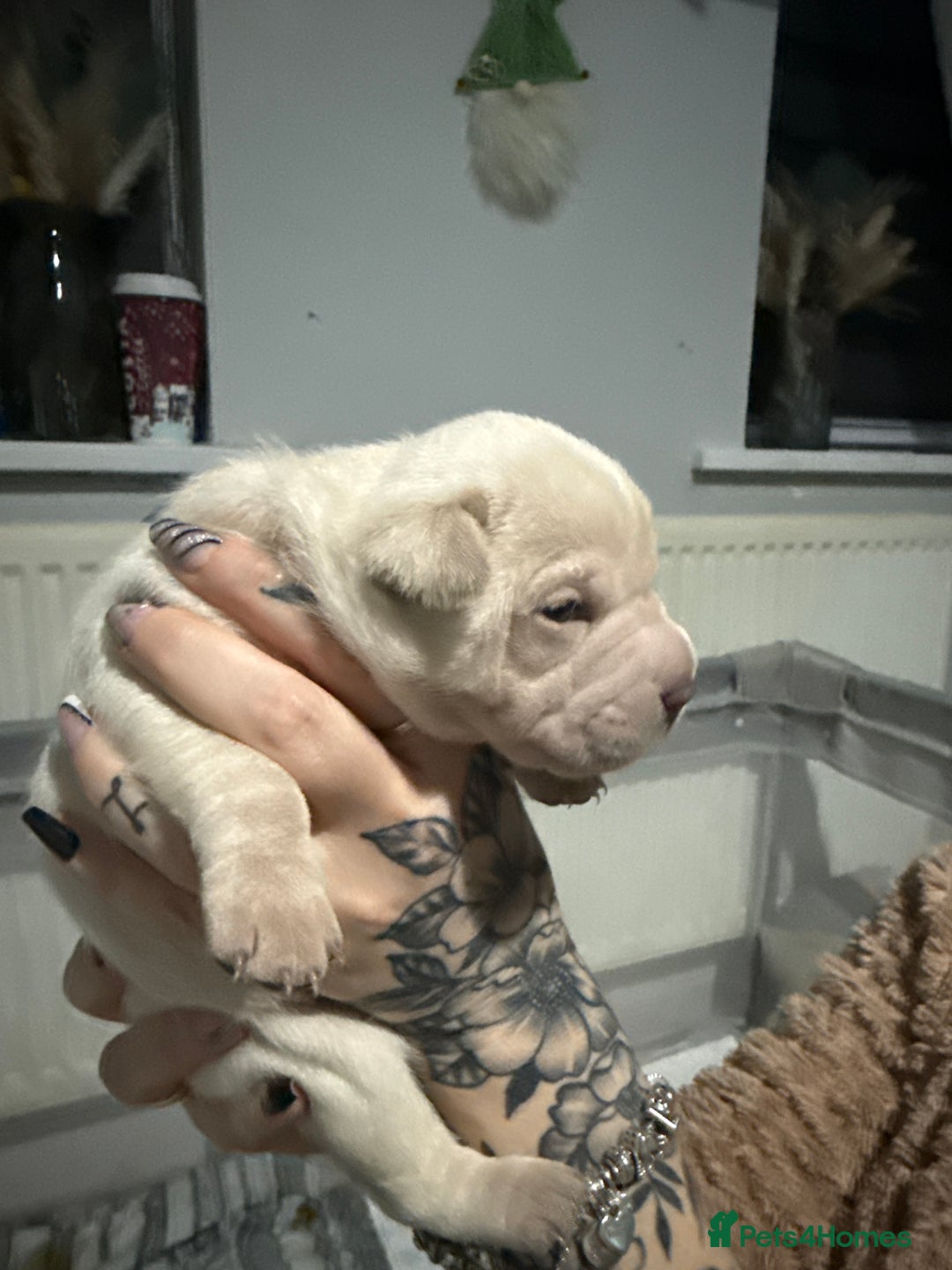 Mixed Breed dogs for sale: Beautiful cocker-Pei puppies - Advert 15