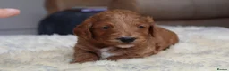 Cockapoo dogs for sale: ELITE COCKAPOOS HAVE 2 F1 COCKAPOO PUPS AVAILABLE - Advert 19