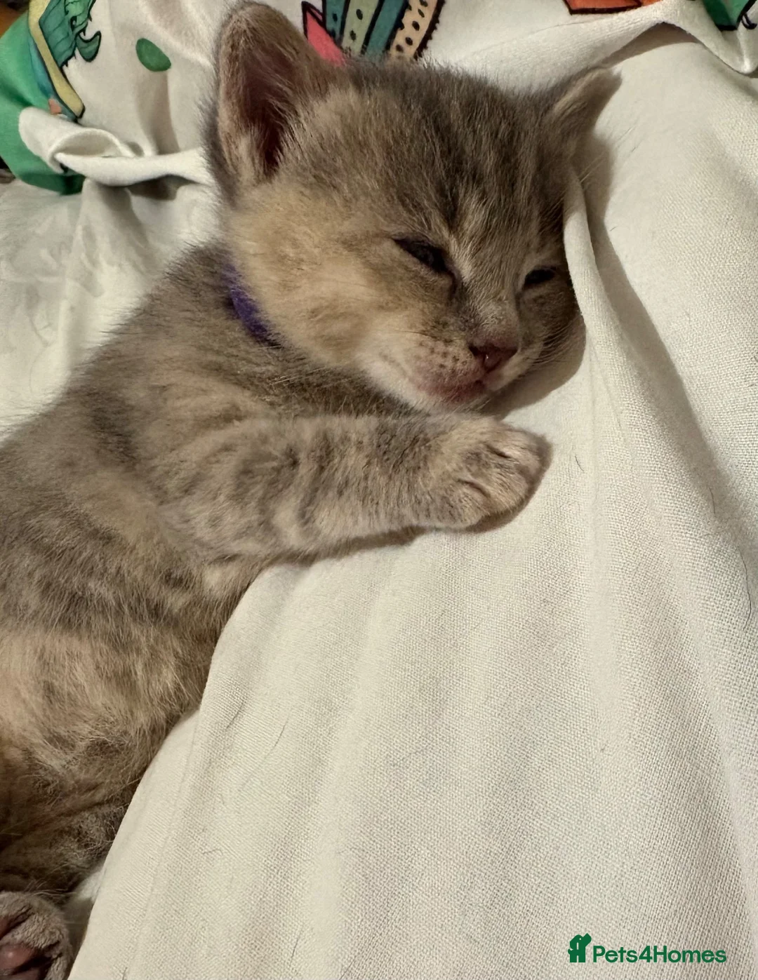 Mixed Breed cats for sale: Purrfectly adorable kittens - Advert 2