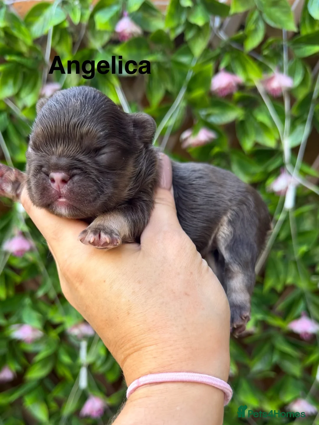 French Bulldog dogs for sale: Kc registered chocolate and tan frenchies - Advert 12