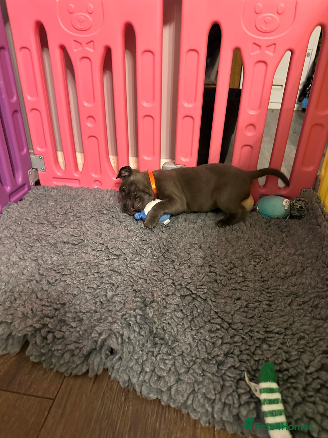 Staffordshire Bull Terrier dogs for sale: Adorable BLUE KC Pups *BULLSCAFF BLOODLINE* - Advert 5