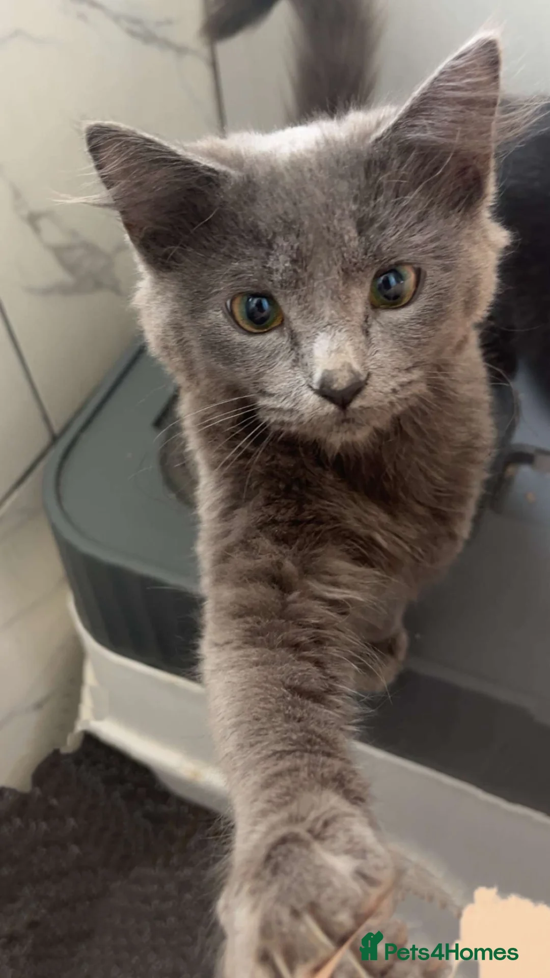 Persian cats for sale: Elegant Grey and black fluffy cats - Advert 11