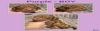 Miniature Dachshund Puppy Purple