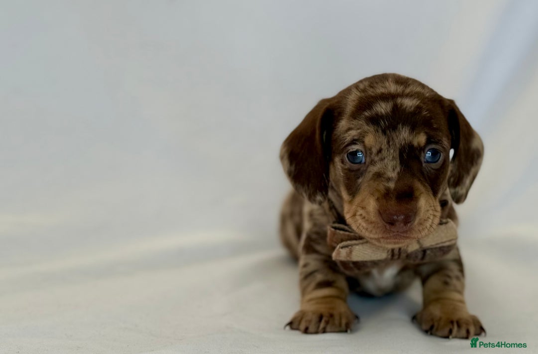 Miniature Dachshund dogs for stud: ⭐️⭐️⭐️KC MINIATURE DACHSHUND FOR STUD⭐️⭐️  in Southampton - Image 11