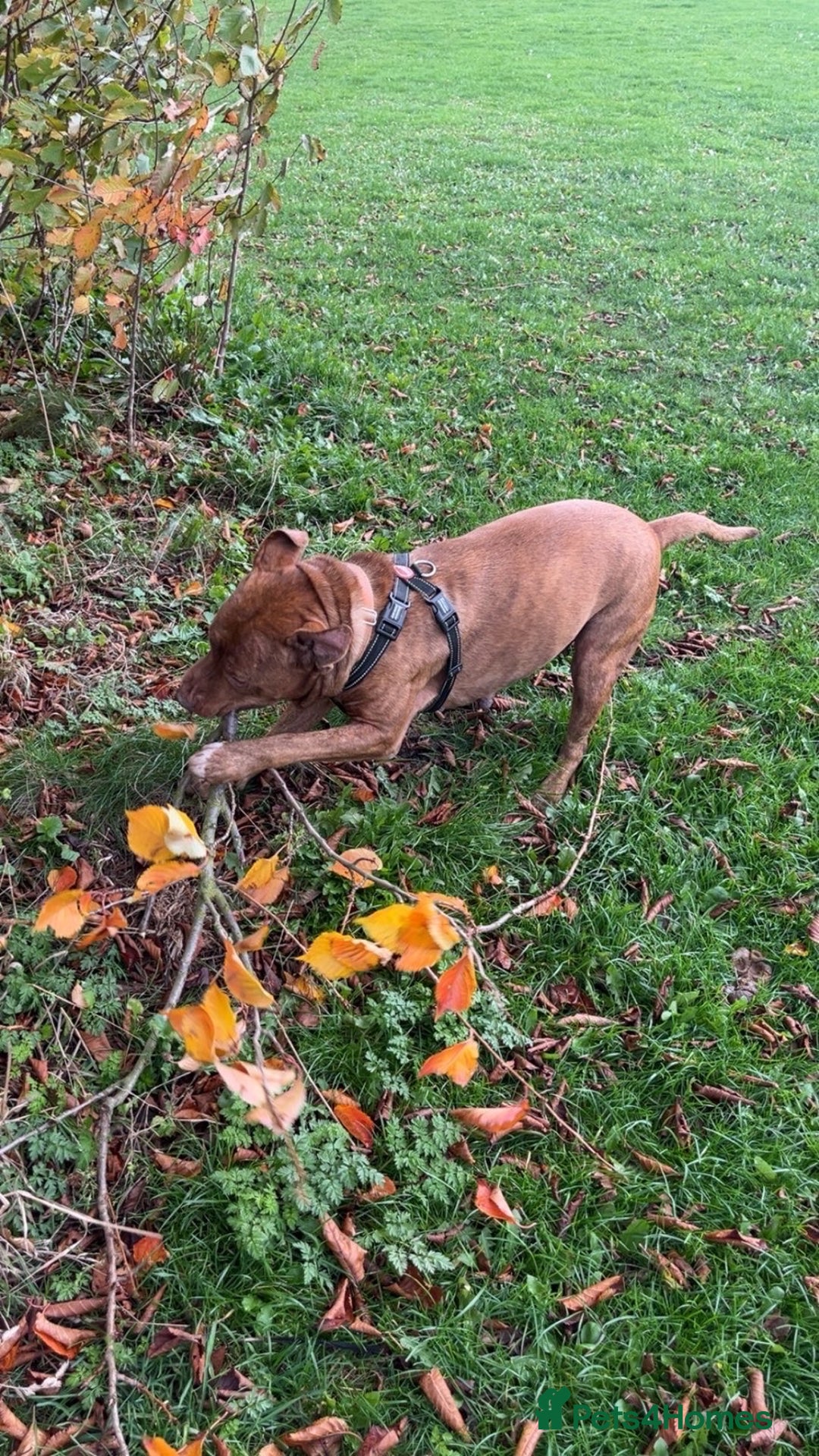 Staffordshire Bull Terrier dogs for sale: Staffy bull terrier  - Advert 4