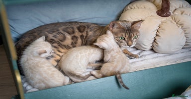 Bengal cats - Advert 9