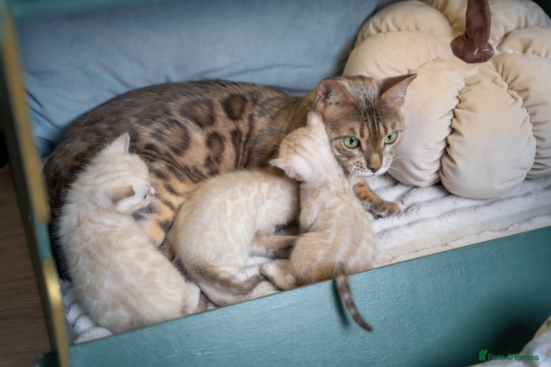Bengal cats for sale: 3 Snow Bengal Boys-Gorgeous-TICA-Ready in November - Image 1