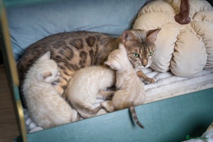 Bengal cats - Advert 13