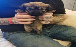 Mixed Breed dogs for sale: Little bundles of schweenie love!  - Image 3
