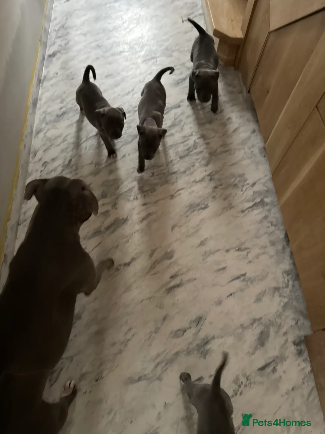 Staffordshire Bull Terrier dogs for sale: 💙 GORGEOUS BLUE STAFFY PUPPIES💙🐾 - Advert 3