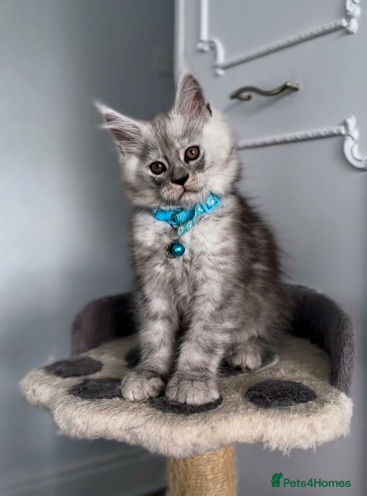 Maine Coon cats Stunning TICA MaineCoon Kittens 🩵 - Advert 1