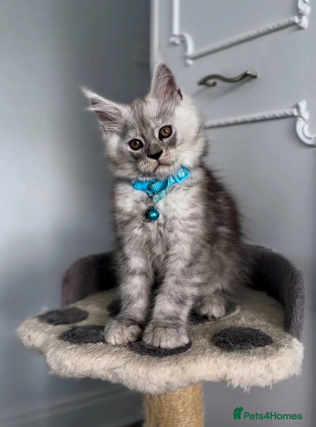 Maine Coon cats for sale: Stunning TICA MaineCoon Kittens 🩵 - Advert 1