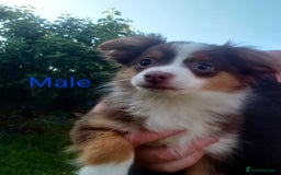 Australian Shepherd dogs for sale: Toy Australian Shepherds in York - Image 1
