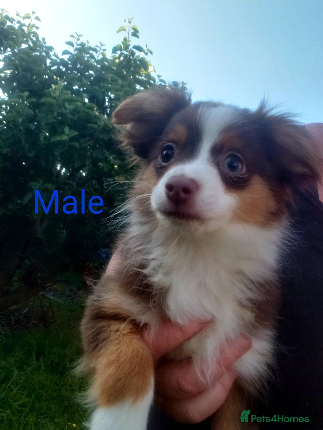 Australian Shepherd dogs for sale: Toy Australian Shepherds in York - Image 1