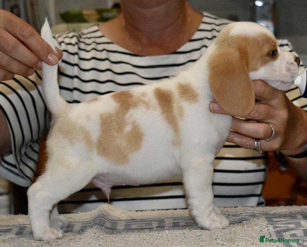 Beagle dogs for sale: Beautiful Beagle Puppies - Image 7
