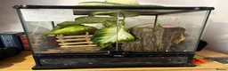 Gecko reptiles for sale: Crested Gecko in Colchester - Advert 4