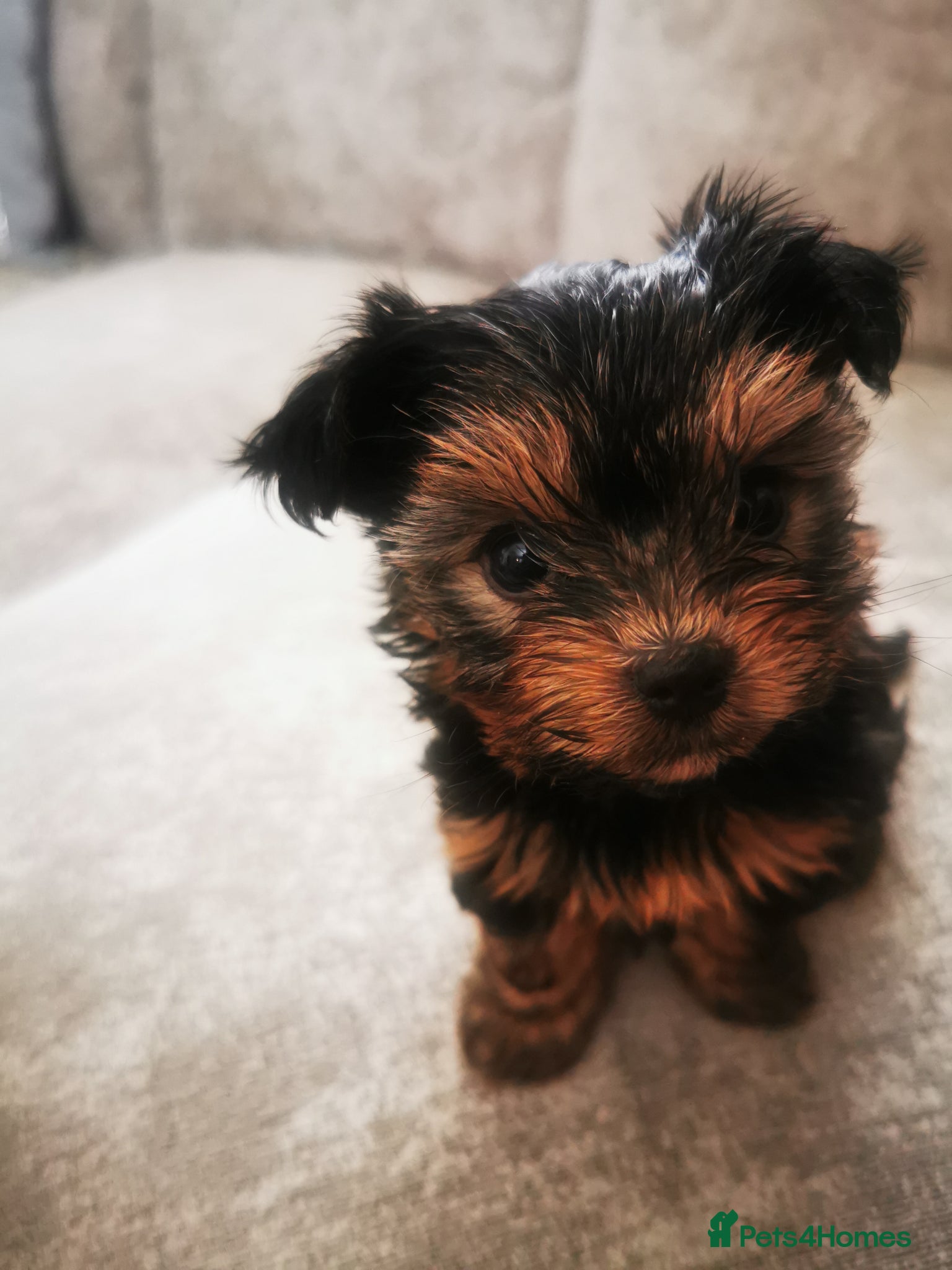 Yorkshire Terrier Puppy 2