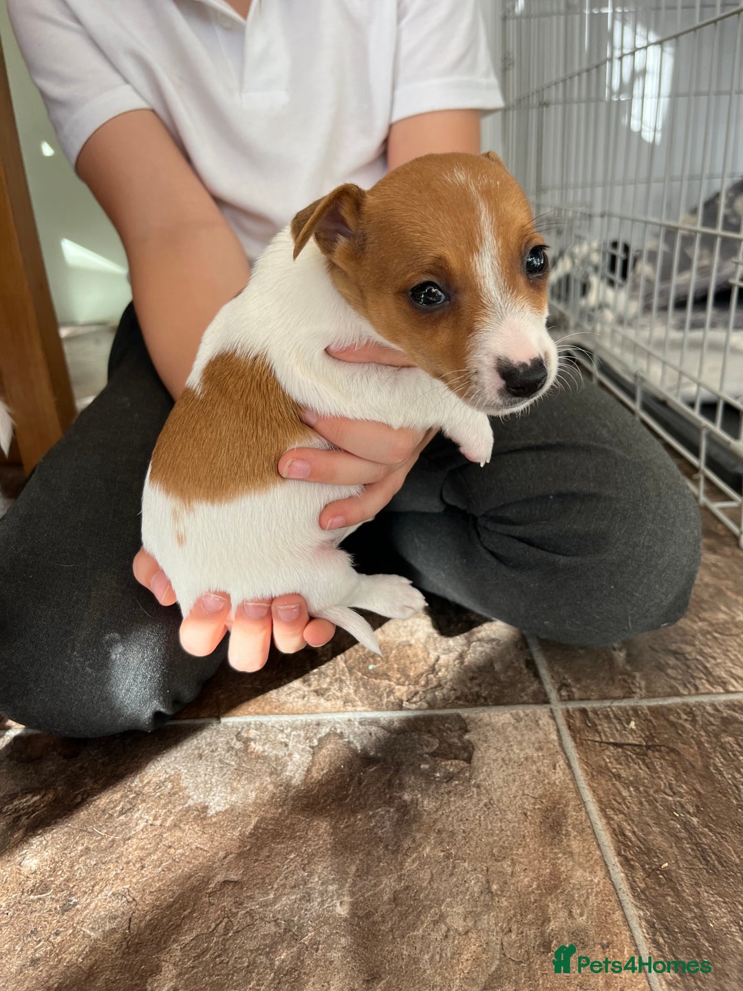 Jack Russell dogs for sale: Stunning little boys and girls - Image 13