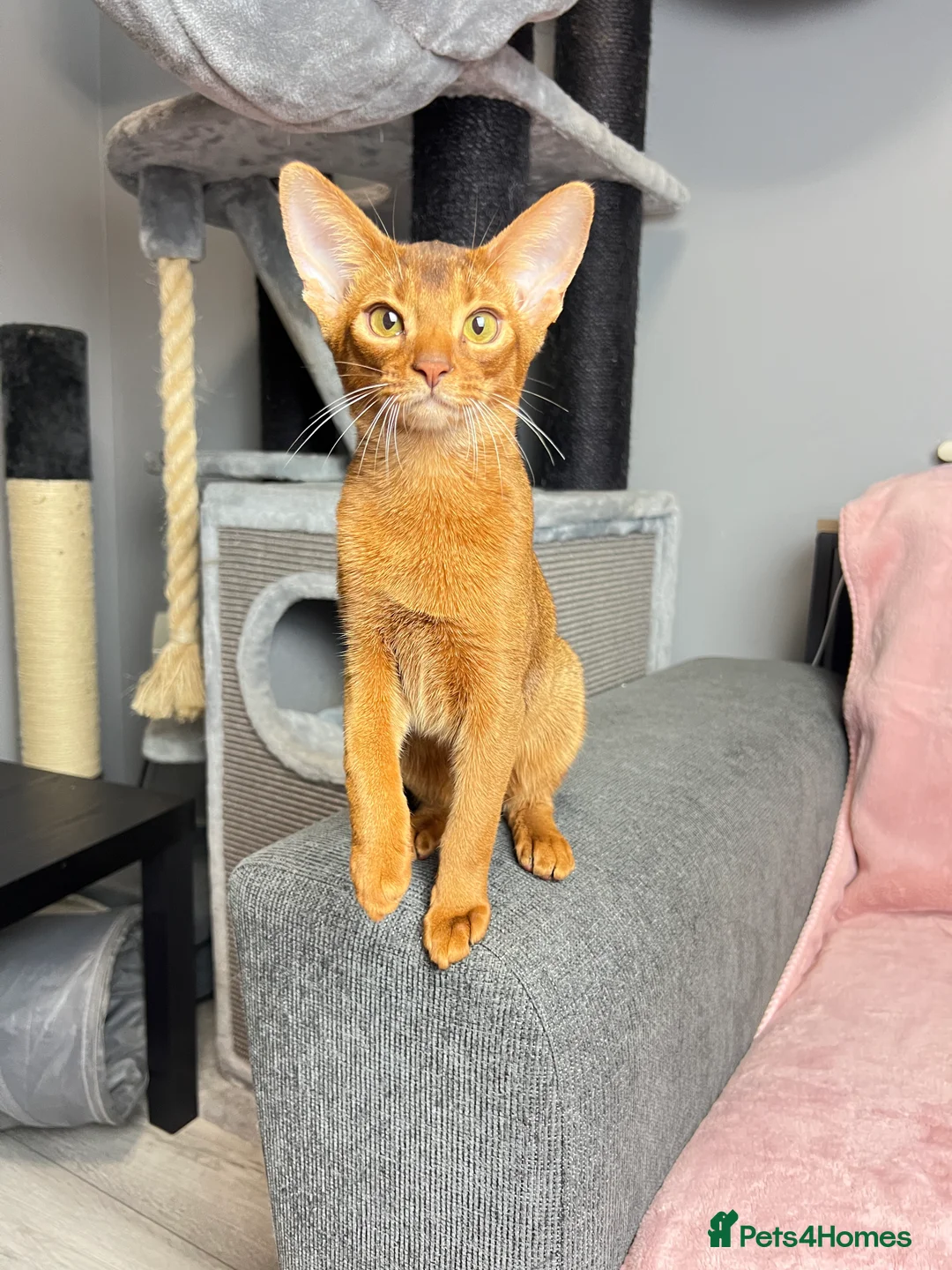 Abyssinian cats for sale: One boy left🤎Raised with Love Abyssinian Kittens - Advert 27