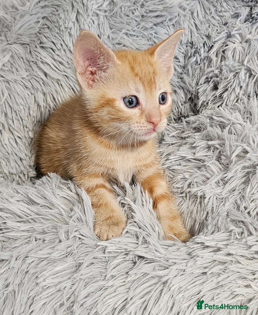 Maine Coon cats for sale: Kittens mix breed ready now  - Advert 1