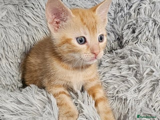 Maine Coon cats Kittens mix breed ready now - Advert 13