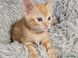 Maine Coon cats Kittens mix breed ready now - Advert 8